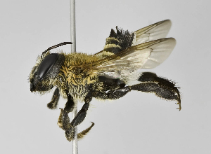  (Megachile sp. 11 - B1397-D06)  @11 [ ] CreativeCommons - Attribution Non-Commercial Share-Alike (2010) Packer Collection at York University York University