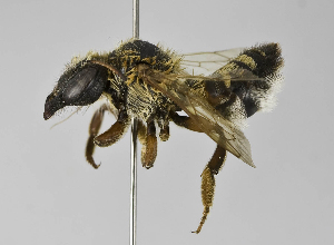  (Megachile sp. 6 - B1397-D07)  @14 [ ] CreativeCommons - Attribution Non-Commercial Share-Alike (2010) Packer Collection at York University York University