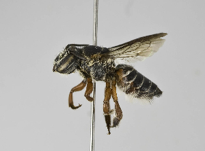  (Megachile sp. 4 - B1397-G09)  @14 [ ] CreativeCommons - Attribution Non-Commercial Share-Alike (2010) Packer Collection at York University York University