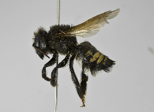  (Megachile sp. 5 - B1397-G10)  @14 [ ] CreativeCommons - Attribution Non-Commercial Share-Alike (2010) Packer Collection at York University York University
