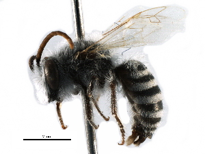  ( - CCDB-09855 A01)  @13 [ ] CreativeCommons - Attribution (2016) CBG Photography Group Centre for Biodiversity Genomics