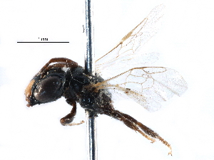  ( - CCDB-09855 D09)  @11 [ ] CreativeCommons - Attribution (2016) CBG Photography Group Centre for Biodiversity Genomics