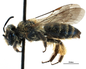  (Andrena TRK02 - CCDB-09855 H06)  @14 [ ] CreativeCommons - Attribution Non-Commercial Share-Alike (2016) CBG Photography Group Centre for Biodiversity Genomics