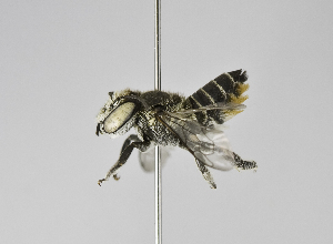  (Megachile hera - B3254-B10)  @15 [ ] CreativeCommons - Attribution Non-Commercial Share-Alike (2010) Packer Collection at York University York University