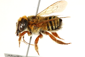  (Megachile botucatuna - 06708C10-BRA)  @14 [ ] CreativeCommons - Attribution (2016) CBG Photography Group Centre for Biodiversity Genomics