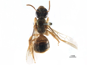  (Megalopta guimaraesi - 06731E06-BRA)  @11 [ ] CreativeCommons - Attribution (2015) CBG Photography Group Centre for Biodiversity Genomics