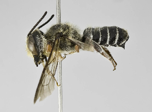  (Megachile sp. LP-4 - B1401-C11)  @14 [ ] CreativeCommons - Attribution Non-Commercial Share-Alike (2010) Packer Collection at York University York University