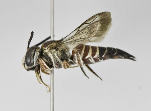  (Coelioxys sp. aff. pampeana - B1401-D05)  @14 [ ] CreativeCommons - Attribution Non-Commercial Share-Alike (2010) Packer Collection at York University York University