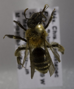  (Andrena mexsp - B03741E02-MEX)  @11 [ ] CreativeCommons - Attribution Non-Commercial Share-Alike (2010) Packer Collection at York University York University