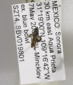  (Sphecodosoma dicksoni - 04744C01-MEX)  @11 [ ] CreativeCommons - Attribution Non-Commercial Share-Alike (2010) Packer Collection at York University York University