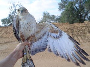  (Buteo rufinus - NHMO-305)  @11 [ ] Unspecified (default): All Rights Reserved  Unspecified Unspecified