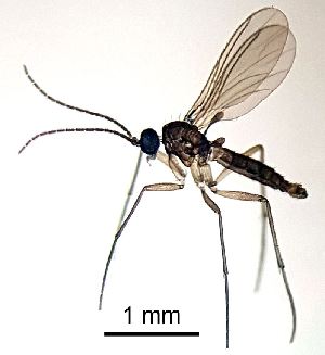  ( - 2023.05.25 Corynoptera cuniculata (specimen BS3))  @11 [ ] CreativeCommons - Attribution Share-Alike (2024) Unspecified University of Lausanne