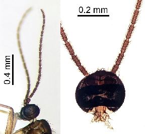  ( - 2023.05.25 Corynoptera cuniculata (specimen BS3))  @11 [ ] CreativeCommons - Attribution Share-Alike (2024) Unspecified University of Lausanne