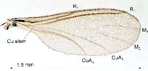  ( - 2023.05.25 Corynoptera cuniculata (specimen BS3))  @11 [ ] CreativeCommons - Attribution Share-Alike (2024) Unspecified University of Lausanne