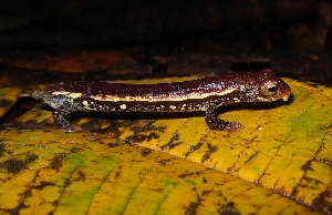  ( - Bolitoglossa-biseriata-002)  @11 [ ] CreativeCommons - Attribution Share-Alike (2021) Unspecified Alexander von Humboldt Biological Resources Research Institute