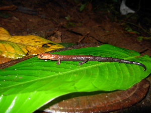  ( - Bolitoglossa-taylori-022)  @11 [ ] CreativeCommons - Attribution Share-Alike (2021) Unspecified Alexander von Humboldt Biological Resources Research Institute