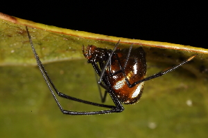  (Argyrodes miniaceus - GJA10617)  @11 [ ] Copyright (2022) Greg Anderson Queensland Museum