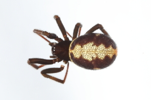  (Steatoda splendens - GJA10978)  @11 [ ] Copyright (2022) Greg Anderson Queensland Museum