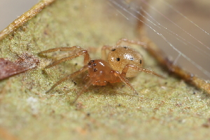  (Phycosoma martinae - GJA12026)  @11 [ ] Copyright (2023) Greg Anderson Queensland Museum