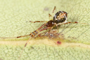  (Theridion pyramidale - GJA12635)  @11 [ ] Copyright (2023) Greg Anderson Queensland Museum