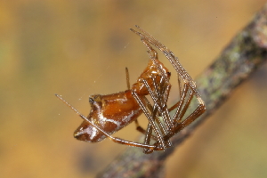  (Argyrodes fissifrons - GJA9609)  @11 [ ] Copyright (2021) Greg Anderson Queensland Museum