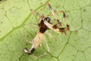  (Cyatholipidae - GJA9642)  @11 [ ] Copyright (2021) Greg Anderson Queensland Museum