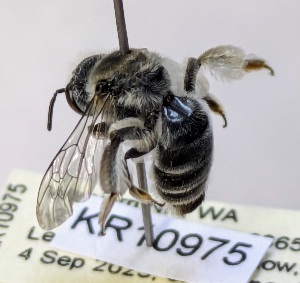  (Leioproctus sp. WJRL 21 - SAMA_32-46807)  @11 [ ] CreativeCommons Attribution NonCommercial ShareAlike (2024) Remko Leijs South Australian Museum