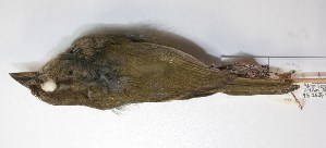  ( - CNAV028805)  @13 [ ] Copyright (2010) Patricia Escalante Unspecified