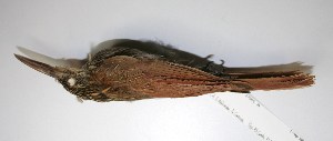  ( - CNAV028844)  @13 [ ] Copyright (2010) Patricia Escalante Unspecified