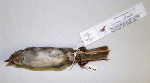  ( - CNAV027645.1)  @13 [ ] CreativeCommons - Attribution Non-Commercial Share-Alike (2011) Patricia Escalante Pliego Universidad Nacional Autonoma de Mexico, Instituto de Biologia