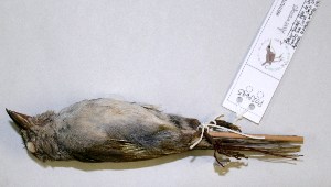  ( - CNAV027645.1)  @13 [ ] CreativeCommons - Attribution Non-Commercial Share-Alike (2011) Patricia Escalante Pliego Universidad Nacional Autonoma de Mexico, Instituto de Biologia