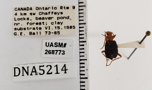  ( - UASM268773)  @11 [ ] by (2017) Wendy Moore University of Arizona Insect Collection