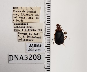  (Brachinus aabaaba - UASM365780)  @11 [ ] by (2022) Wendy Moore University of Arizona Insect Collection
