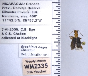  (Brachinus aeger - WM2335)  @11 [ ] by (2017) Wendy Moore University of Arizona Insect Collection