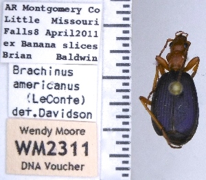  (Brachinus americanus - WM2311)  @11 [ ] by (2017) Wendy Moore University of Arizona Insect Collection