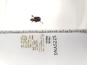  (Brachinus cinctipennis - UASM367007)  @11 [ ] by (2022) Wendy Moore University of Arizona Insect Collection