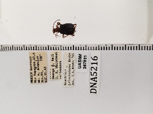  (Brachinus galactoderus - UASM367811)  @11 [ ] by (2022) Wendy Moore University of Arizona Insect Collection