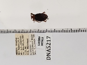  (Brachinus galactoderus - UASM367812)  @11 [ ] by (2022) Wendy Moore University of Arizona Insect Collection