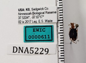  ( - WM5229)  @11 [ ] by (2022) Wendy Moore University of Arizona Insect Collection