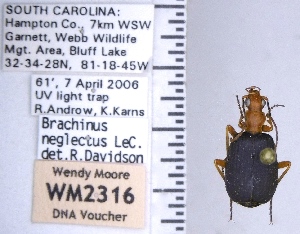 (Brachinus neglectus - WM2316)  @11 [ ] by (2017) Wendy Moore University of Arizona Insect Collection