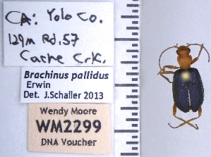  (Brachinus pallidus - WM2299)  @11 [ ] by (2017) Wendy Moore University of Arizona Insect Collection