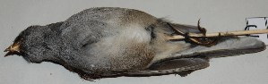  (Junco phaeonotus - CNAV025824)  @11 [ ] Unspecified (default): All Rights Reserved  Unspecified Unspecified