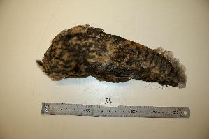  ( - NHMO-BC149)  @12 [ ] Unspecified (default): All Rights Reserved  Unspecified Unspecified
