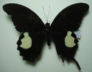 (Papilio iswara - UMKL-JJW0029)  @13 [ ] Unspecified (default): All Rights Reserved  Unspecified Unspecified
