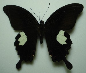  (Papilio helenus - UMKL-JJW0032)  @14 [ ] Unspecified (default): All Rights Reserved  Unspecified Unspecified