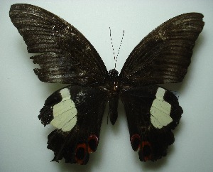  (Papilio iswara - UMKL-JJW0111)  @13 [ ] Unspecified (default): All Rights Reserved  Unspecified Unspecified