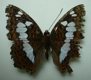  ( - UMKL-JJW0247)  @12 [ ] Unspecified (default): All Rights Reserved  Unspecified Unspecified