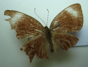  (Abisara saturata - UMKL-JJW0447)  @12 [ ] Unspecified (default): All Rights Reserved  Unspecified Unspecified