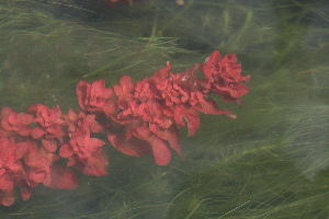  (Ludwigia inclinata - AMB 282)  @11 [ ] Copyright (2012) Santiago Madrinan Universidad de los Andes- Museo de Historia Natural