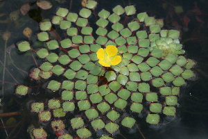  (Ludwigia sedioides - AMB 270)  @11 [ ] Copyright (2012) Santiago Madrinan Universidad de los Andes- Museo de Historia Natural